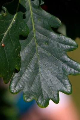 Quercus robur 'Fastigiata' - dub letní, křemelák - list léto